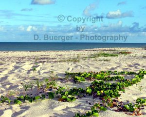 Beach Prints