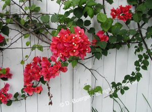 Flowered Fence