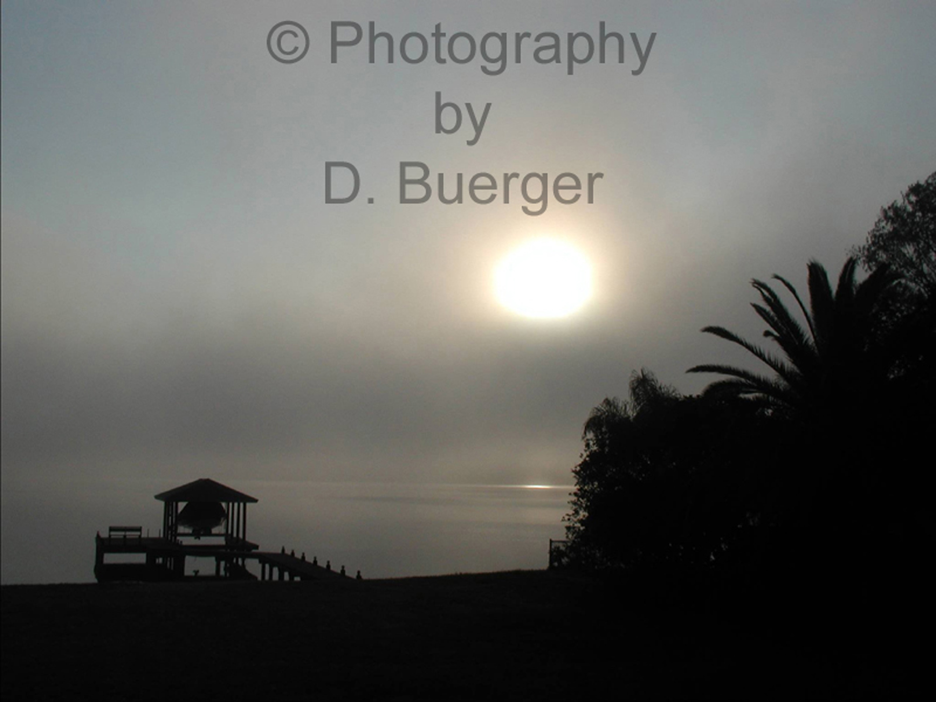 Gray Mist