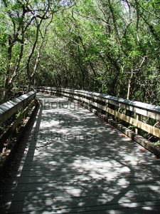 Shadowed Walk