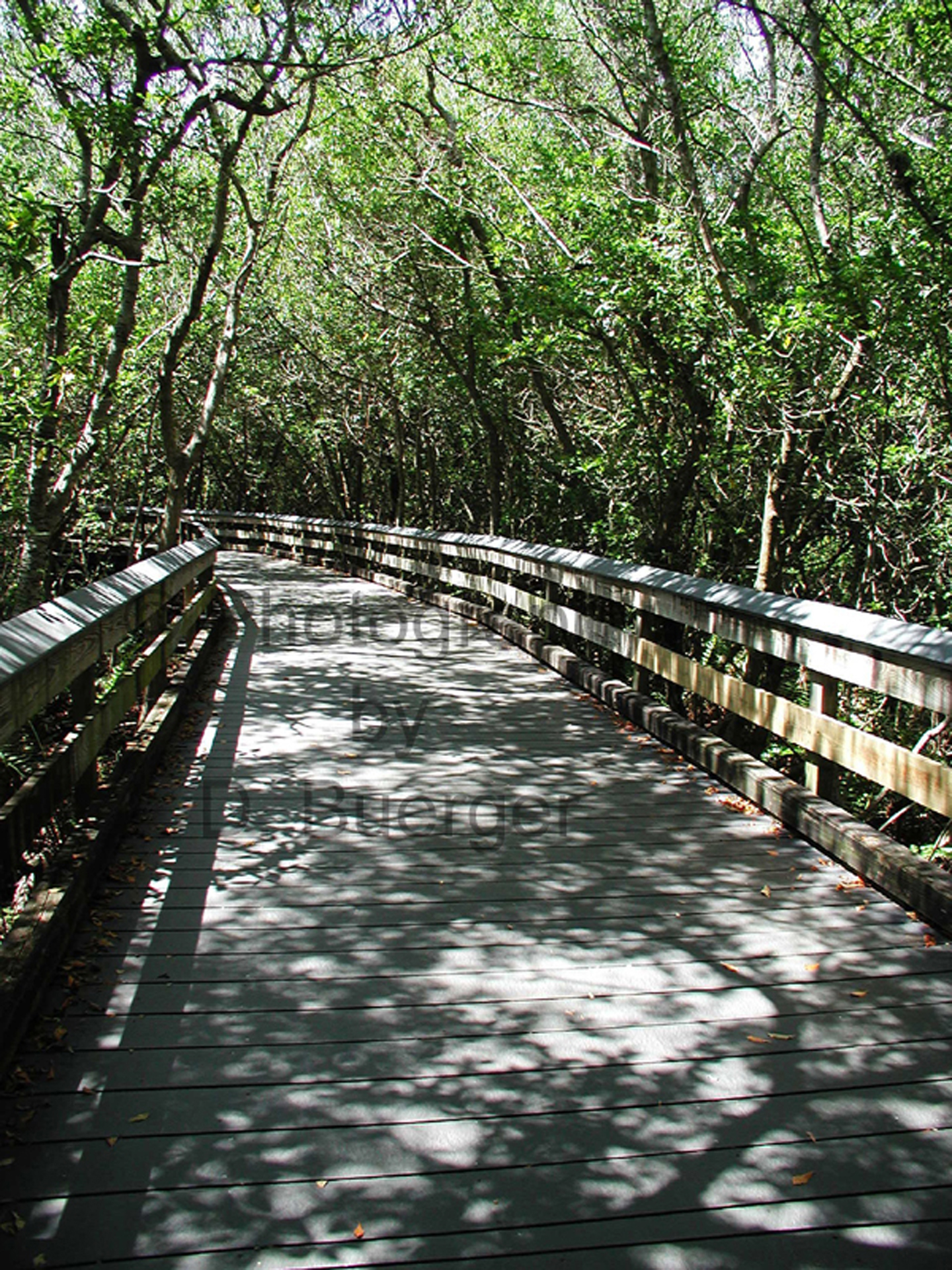 Shadowed Walk