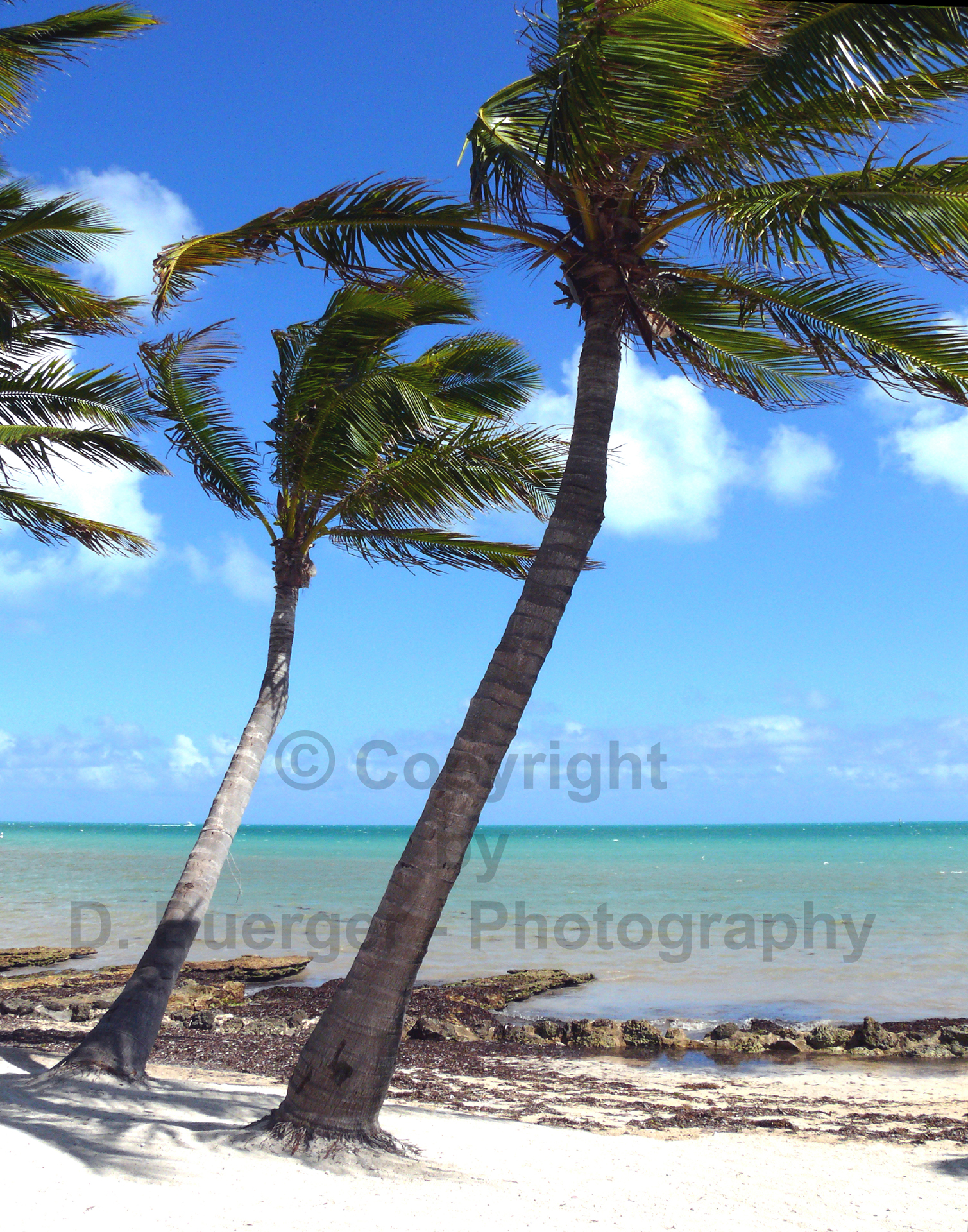 Tropical Breeze