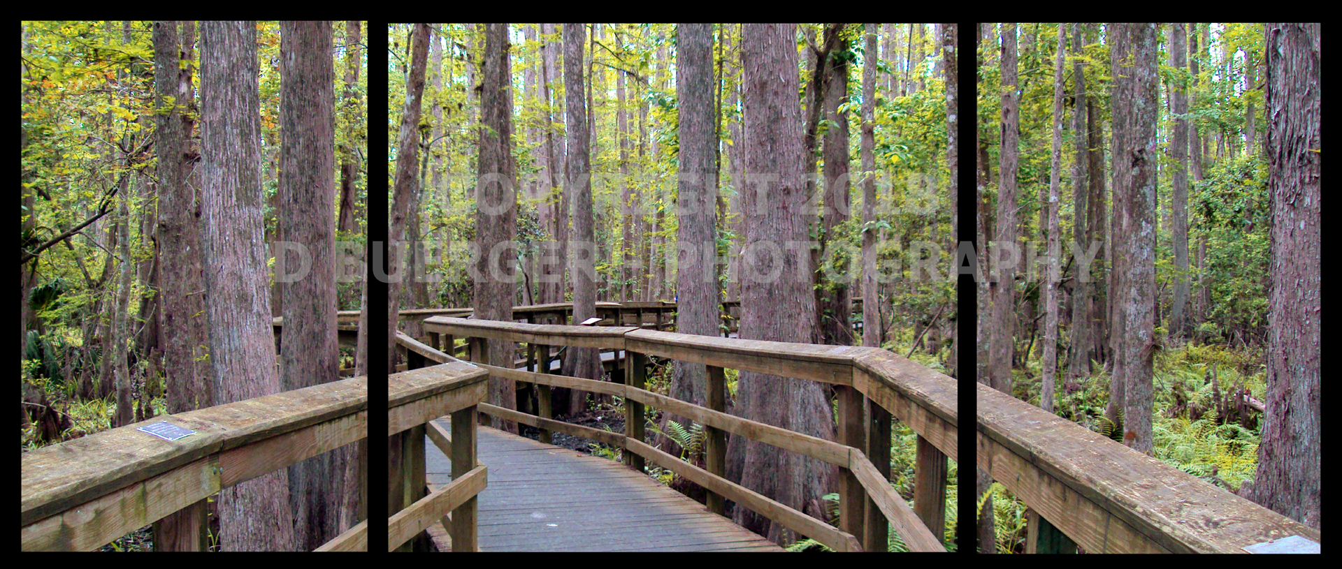 Wooded Walk